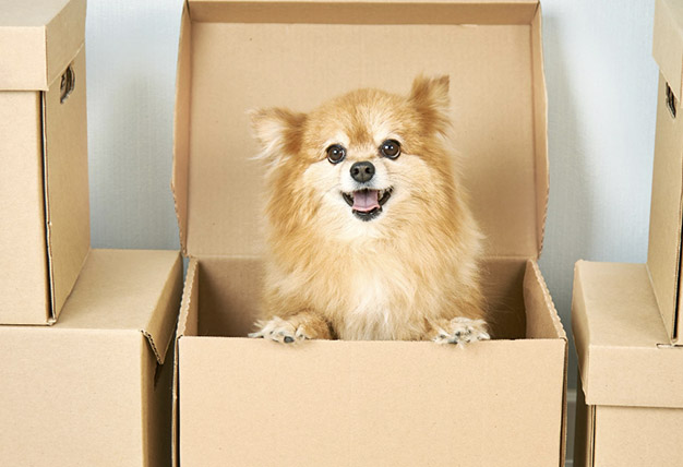 Pet Relocation services